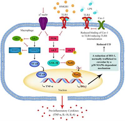 Schizophrenia Hypothesis: Autonomic Nervous System Dysregulation of Fetal and Adult Immune Tolerance